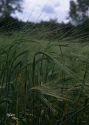 Hordeum vulgare L. s.l. attēls