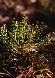 Hornungia petraea (L.) Rchb. attēls
