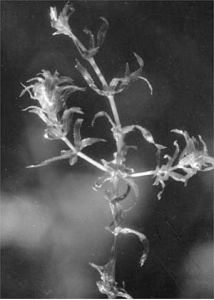 Hydrilla verticillata (L.f.) Royle attēls