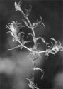 Hydrilla verticillata (L.f.) Royle attēls
