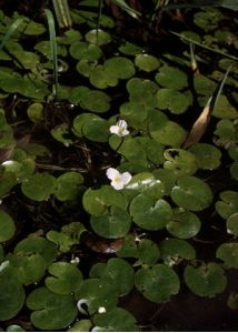 Hydrocharis morsus-ranae L. attēls