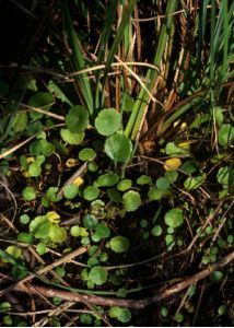 Hydrocotyle vulgaris L. attēls