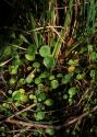 Hydrocotyle vulgaris L. attēls