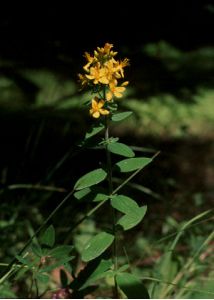 Hypericum hirsutum L. attēls