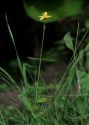 Hypericum montanum L. attēls