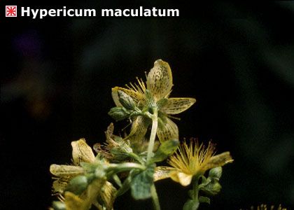 Hypericum perforatum L. attēls