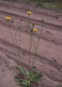 Hypochoeris radicata L. attēls