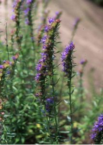 Hyssopus officinalis L. attēls