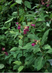 Impatiens glandulifera Royle attēls