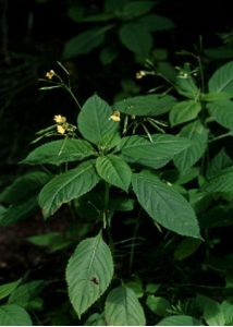 Impatiens parviflora DC. attēls