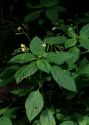 Impatiens parviflora DC. attēls