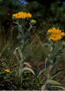 Inula britannica L. attēls