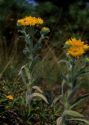 Inula britannica L. attēls