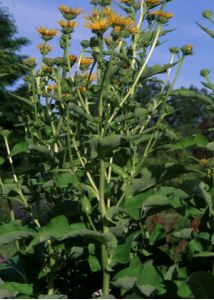 Inula helenium L. attēls