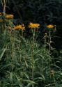 Inula salicina L. attēls