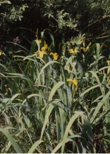 Iris pseudacorus L. attēls