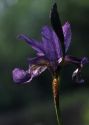 Iris sibirica L. attēls