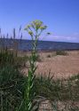 Isatis  tinctoria L. attēls