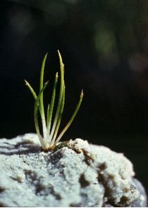 Isoёtes lacustris L. attēls