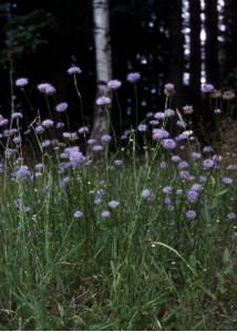 Jasione montana L. attēls