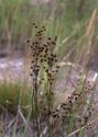 Juncus alpino-articulatus Chaix attēls