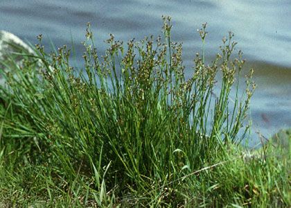 Juncus articulatus L. attēls