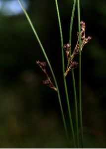 Juncus balticus Willd. attēls