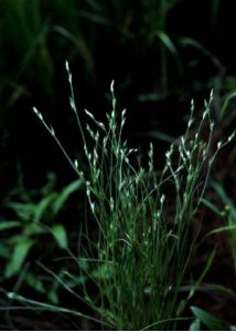 Juncus bufonius L. attēls