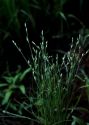 Juncus bufonius L. attēls