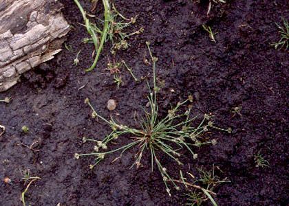 Juncus bulbosus L. attēls