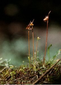 Juncus capitatus Weigel attēls