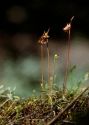 Juncus capitatus Weigel attēls