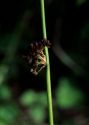 Juncus conglomeratus L. attēls