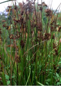 Juncus effusus L. attēls