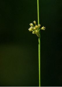 Juncus filiformis L. attēls