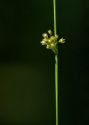 Juncus filiformis L. attēls