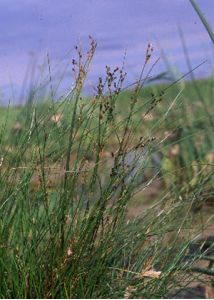 Juncus gerardii Loisel. attēls