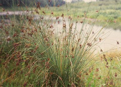 Juncus inflexus L. attēls