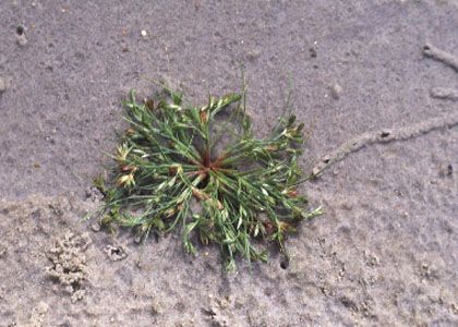 Juncus nastanthus V.I.Krecz. et Gontsch. attēls