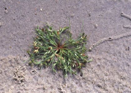 Juncus nastanthus V.I.Krecz. et Gontsch. attēls