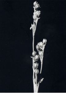 Juncus squarrosus L. attēls