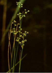 Juncus subnodulosus Schrank attēls