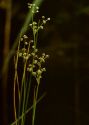 Juncus subnodulosus Schrank attēls