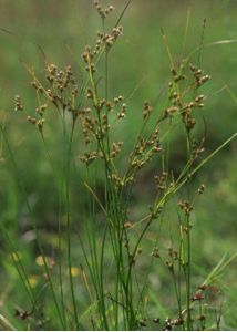 Juncus tenuis Willd. attēls