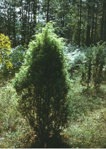 Juniperus communis L. attēls