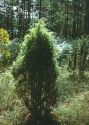 Juniperus communis L. attēls