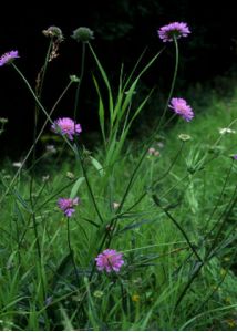 Knautia arvensis (L.) Coult. attēls