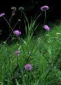 Knautia arvensis (L.) Coult. attēls