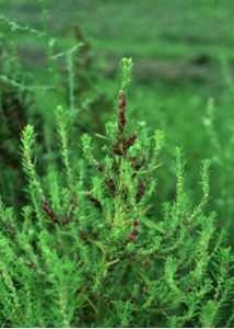 Kochia scoparia (L.) Schrad. attēls