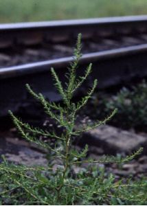 Kochia sieversiana (Pall.) C.A.Mey. attēls